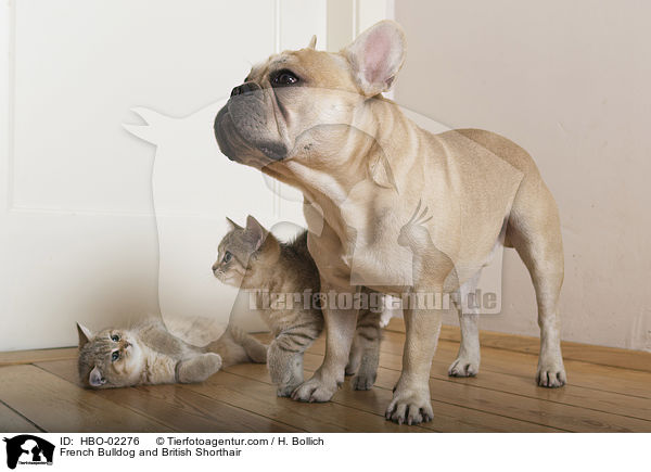 Franzsische Bulldogge und Britisch Kurzhaar / French Bulldog and British Shorthair / HBO-02276