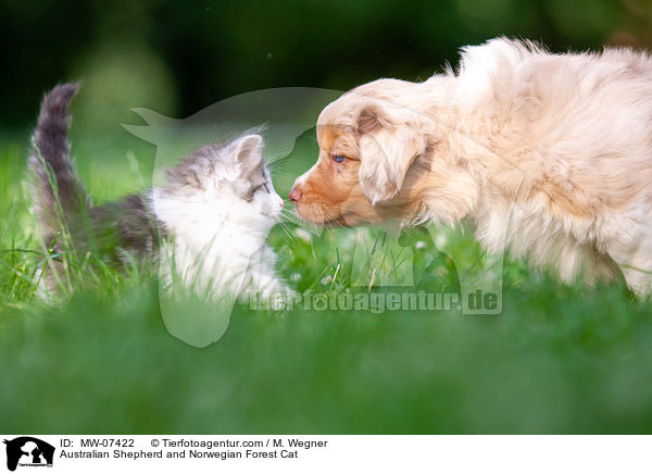 Australian Shepherd and Norwegian Forest Cat / MW-07422