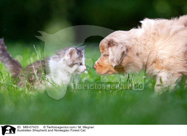 Australian Shepherd and Norwegian Forest Cat / MW-07423