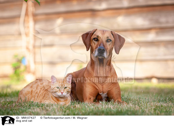 dog and cat / MW-07427