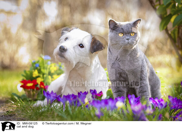 cat and dog / MW-08125