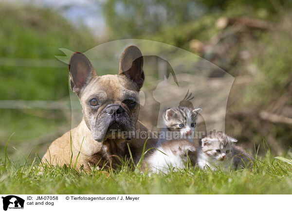 Hund und Katze / cat and dog / JM-07058