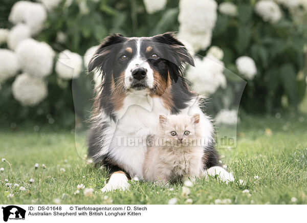 Australian Shepherd with British Longhair Kitten / DS-01648