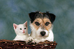 Cat and Dog