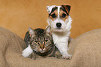 young Jack Russell Terrier and cat