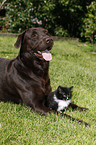 dog and cat