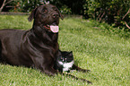 dog and cat