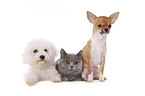 Bichon Frise, British Shorthair, Chihuahua