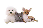 Bichon Frise, Chihuahua, British Shorthair