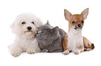 Bichon Frise, Chihuahua, British Shorthair