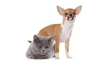 Chihuahua and British Shorthair