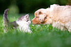 Australian Shepherd and Norwegian Forest Cat