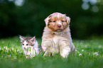 Australian Shepherd and Norwegian Forest Cat