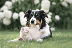 Australian Shepherd with British Longhair Kitten