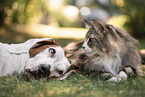 Greek-Italian-Bracke-Mongrel and Norwegian Forest Cat