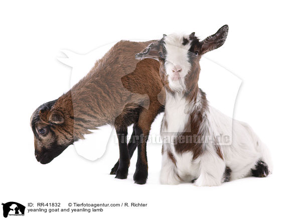 yeanling goat and yeanling lamb / RR-41832