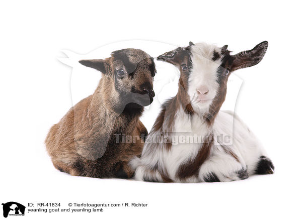 yeanling goat and yeanling lamb / RR-41834