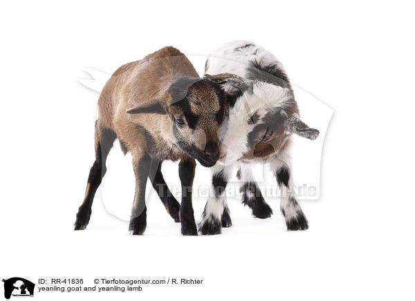 Zicklein und Lamm / yeanling goat and yeanling lamb / RR-41836