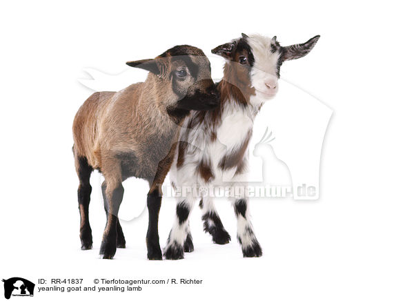 Zicklein und Lamm / yeanling goat and yeanling lamb / RR-41837