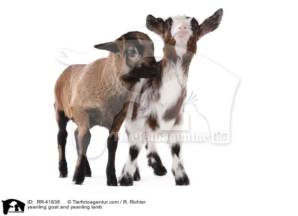 Zicklein und Lamm / yeanling goat and yeanling lamb / RR-41838