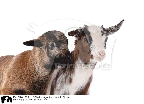 Zicklein und Lamm / yeanling goat and yeanling lamb / RR-41839