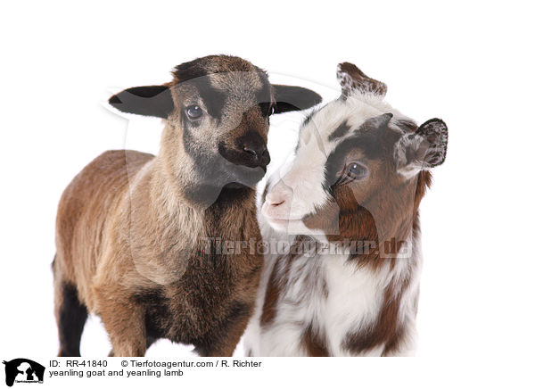 Zicklein und Lamm / yeanling goat and yeanling lamb / RR-41840