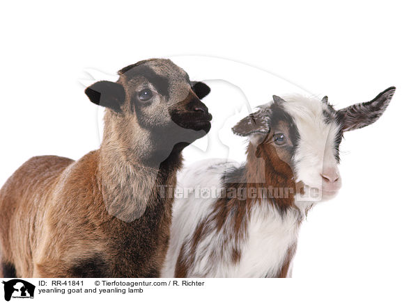 Zicklein und Lamm / yeanling goat and yeanling lamb / RR-41841