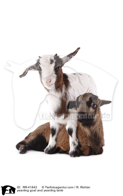 yeanling goat and yeanling lamb / RR-41842