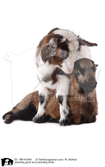 Zicklein und Lamm / yeanling goat and yeanling lamb / RR-41844