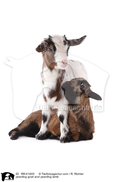 Zicklein und Lamm / yeanling goat and yeanling lamb / RR-41845