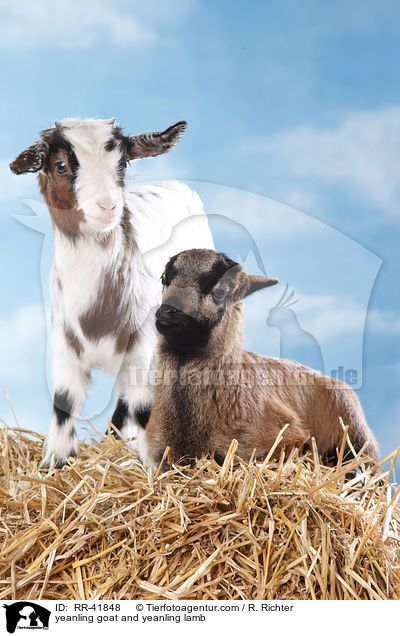 Zicklein und Lamm / yeanling goat and yeanling lamb / RR-41848