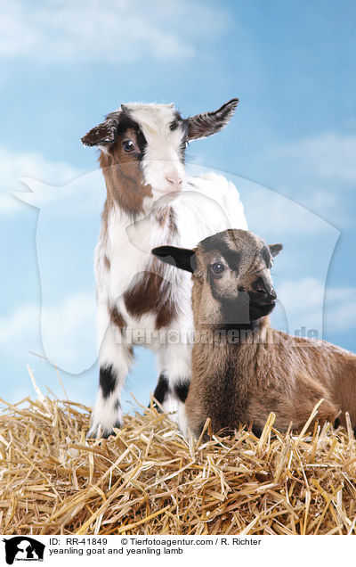 yeanling goat and yeanling lamb / RR-41849