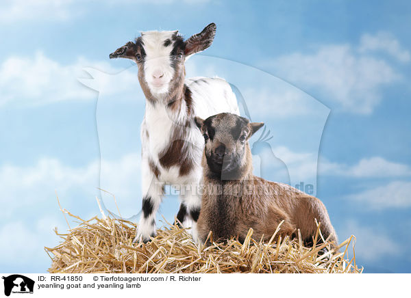 Zicklein und Lamm / yeanling goat and yeanling lamb / RR-41850