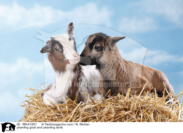 Zicklein und Lamm / yeanling goat and yeanling lamb / RR-41851