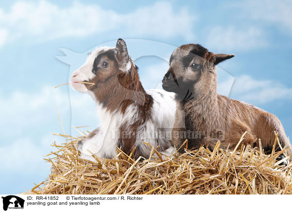 Zicklein und Lamm / yeanling goat and yeanling lamb / RR-41852