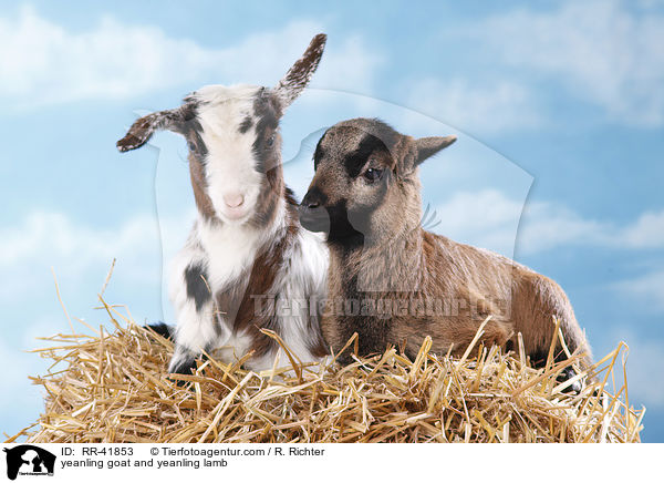 Zicklein und Lamm / yeanling goat and yeanling lamb / RR-41853