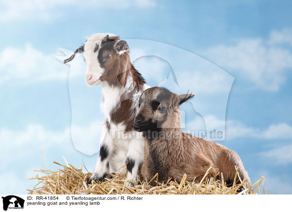 Zicklein und Lamm / yeanling goat and yeanling lamb / RR-41854