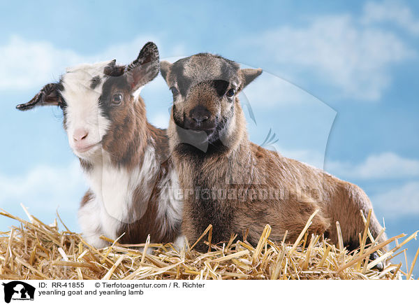 Zicklein und Lamm / yeanling goat and yeanling lamb / RR-41855