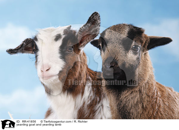 Zicklein und Lamm / yeanling goat and yeanling lamb / RR-41856
