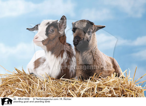 Zicklein und Lamm / yeanling goat and yeanling lamb / RR-41858