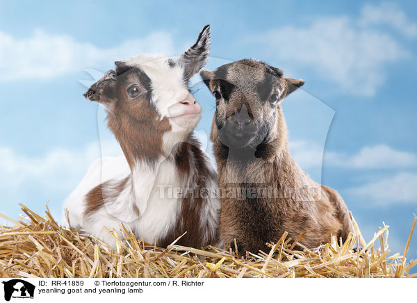 Zicklein und Lamm / yeanling goat and yeanling lamb / RR-41859