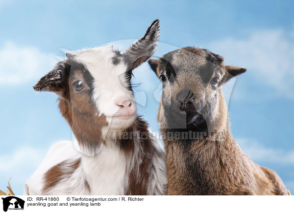 Zicklein und Lamm / yeanling goat and yeanling lamb / RR-41860