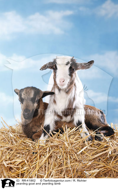 Zicklein und Lamm / yeanling goat and yeanling lamb / RR-41862