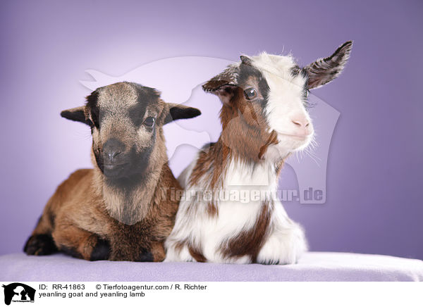 Zicklein und Lamm / yeanling goat and yeanling lamb / RR-41863