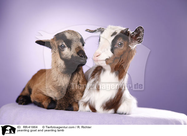 Zicklein und Lamm / yeanling goat and yeanling lamb / RR-41864