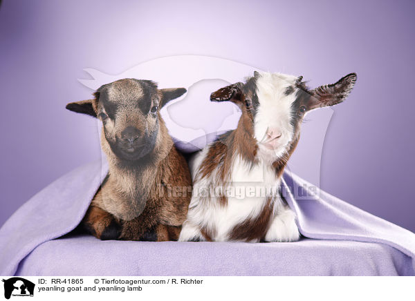Zicklein und Lamm / yeanling goat and yeanling lamb / RR-41865