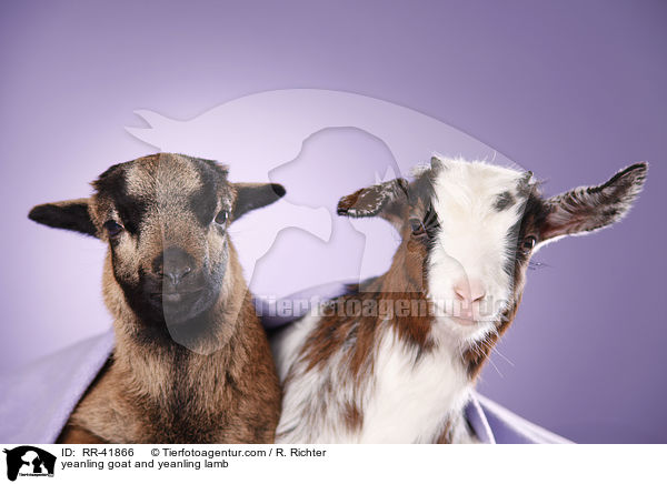 Zicklein und Lamm / yeanling goat and yeanling lamb / RR-41866