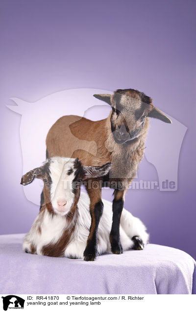 yeanling goat and yeanling lamb / RR-41870