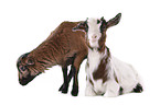 yeanling goat and yeanling lamb