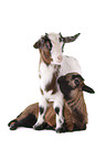 yeanling goat and yeanling lamb